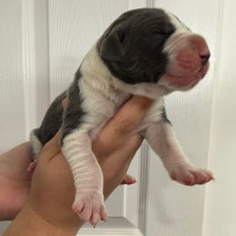 Mr Fantastic - Mantle male Great Dane puppy in Florida from Beachside Kennels