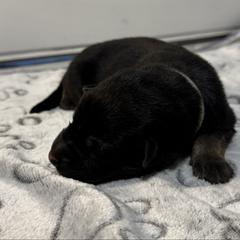 Penta - Black and tan male German Shepherd puppy in Las Vegas, Nevada from Clever Boots Kennel