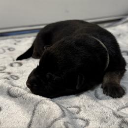 Penta - Black and tan male German Shepherd puppy in Las Vegas, Nevada from Clever Boots Kennel