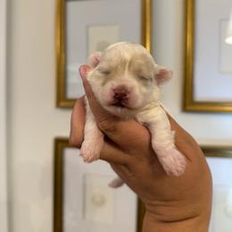 Skye - White female Maltipoo puppy in Wendell, North Carolina from Teddys Teddy Bears