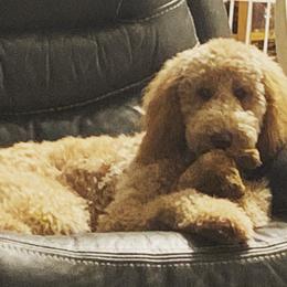 Goldendoodle Puppies from Perfect Fit Poodles & Doodles