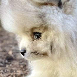 Boy 2 - Blue merle Pomeranian puppy in Mc Farland, Wisconsin from TiaZ Poms