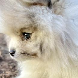 Boy 2 - Blue merle Pomeranian puppy in Mc Farland, Wisconsin from TiaZ Poms