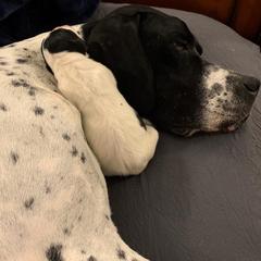 Pointer Puppies from Playlist Pointers