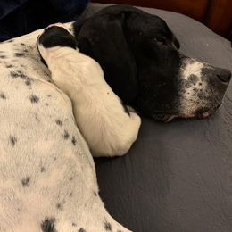 Pointer Puppies from Playlist Pointers