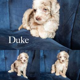 Duke - Red merle male Aussiedoodle puppy in Roebuck, South Carolina from Dani's Dandy Doodles