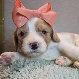 Aphrodite - Blenheim female Cavapoo puppy in Roseville, California from Heavenly Goldendoodles