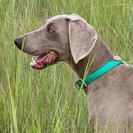 Indy - Weimaraner