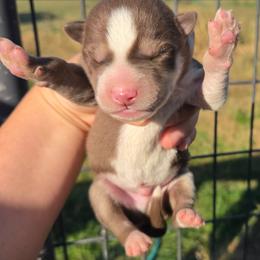 Ryker - Red and white male Siberian Husky puppy in Bingham, Illinois from Siberian Instincts Kennel