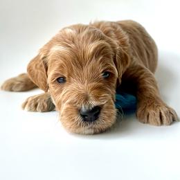 Griffin - Apricot male Goldendoodle puppy in Mount Pleasant, Tennessee from Doodle My Heart