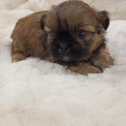 Patches - Red and tan male Shih Tzu puppy in Paradise, California from Richview Shihtzu