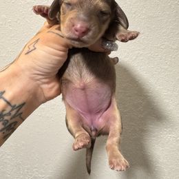 Female 2 - Chocolate female Dachshund puppy in Rio, Wisconsin from 3k Corgis and Miniature Dachshunds