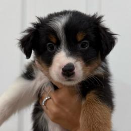 Purple - Black tri-color female Australian Shepherd puppy in Gilbert, Arizona from Saltair Australian Shepherds