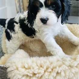Girl 2 - Tri-color Cavapoo puppy in Natural Bridge, Virginia from Rockbridge Puppies