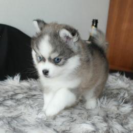 Hugs - Gray and white female Pomsky puppy in Paulden, Arizona from Rose Peek Pomskies