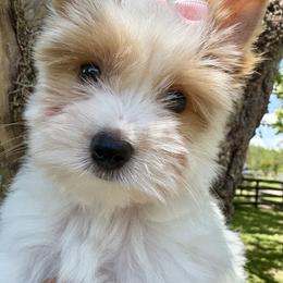 Daisy - Chocolate tan and white female Biewer Terrier puppy in Bunnell, Florida from Royal Biewer and Royal Aussies