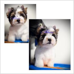 Boy 1 - Black tan and white male Biewer Terrier puppy in Woodside, New York from Allure Biewer Terriers