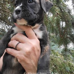 Boxer Puppies from Winchester Boxers