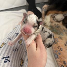 Michael - Blue merle male Miniature American Shepherd puppy in Groesbeck, Texas from Epic Miniature American Shepherds