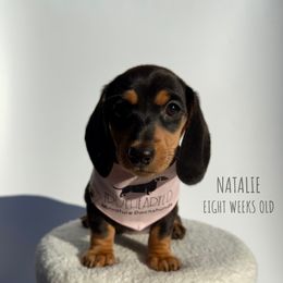 Natalie - Black and tan female Dachshund puppy in Royse City, Texas from Truehearted Miniature Dachshunds