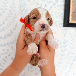 Franklin - Orange collar boy - Red  male Goldendoodle puppy in Ruthorfordton, North Carolina from Duncan Doodles Goldendoodles
