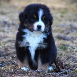 Gus - Black tri male Miniature Australian Shepherd puppy in Menomonee Falls, Wisconsin from Hunt N Oaks
