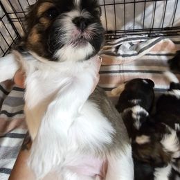 Shih Tzu Puppies from Wandering Tzu