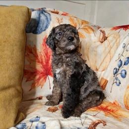 Cookie - Merle female Sheepadoodle puppy in Austin, Texas from Darling Doodles