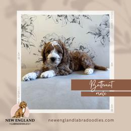 Butternut - Apricot Australian Labradoodle puppy in Mendon, Massachusetts from New England Labradoodles