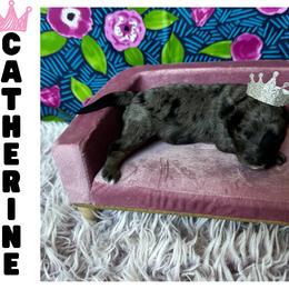 Catherine - Merle female Cavapoo puppy in Thorndale, Texas from Hattie’s Texas Cavapoos