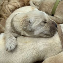 Tigra - Light golden female Golden Retriever puppy in Oregon from Bliss Retrievers