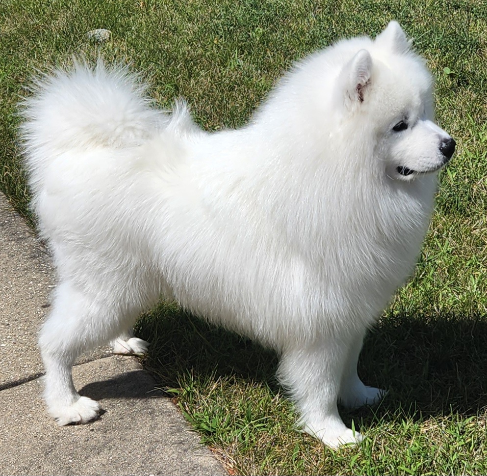 Barry - Samoyed