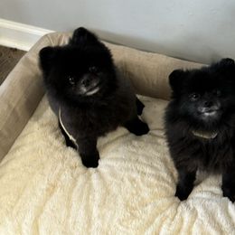 Pomeranians from Desi Poms