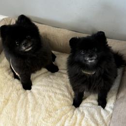 Pomeranians from Desi Poms