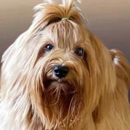 Havanese from Bella Dulce Havanese