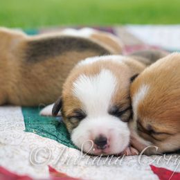 Pembroke Welsh Corgi Puppies from Indiana Corgis LLC