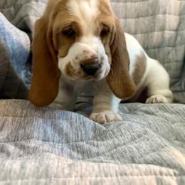 Juniper - Red and white female Basset Hound puppy in Pilot Point, Texas from Texas Rose Basset’s