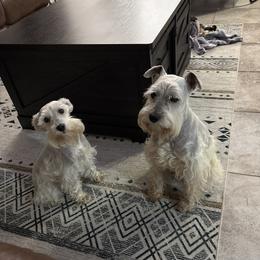 Miniature Schnauzer All Grown Up from I & J Miniature Schnauzers