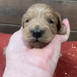 Ginger (light purple) - Red  female Goldendoodle puppy in Atco, New Jersey from Flannery’s lucky pup’s🍀