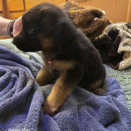 Boy 4 - Black and red male German Shepherd puppy in Coupeville, Washington from Von Hilkey Shepherds