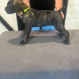 Lime Green Collar Boy - Black brindle male Cane Corso puppy in Beaver Crossing, Nebraska from Blue River Cane Corso