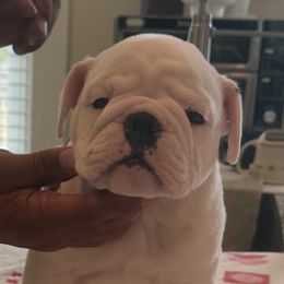 Bulldogs from Manteo Bulldogs