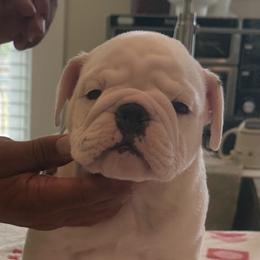 Bulldogs from Manteo Bulldogs