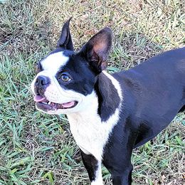 Freya - Boston Terrier
