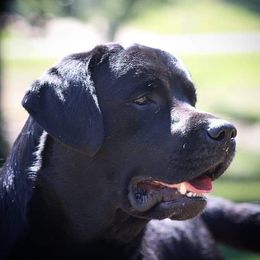 Archie - Labrador Retriever