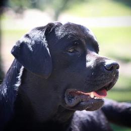 Archie - Labrador Retriever