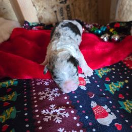 Girl 1 - Black and tan female Corgipoo puppy in Junction, Utah from Sugar Doodles