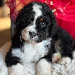 Sugar - Tri-color female Bernedoodle puppy in Carlotta, California from Lost Coast Bernese Mountain Dogs