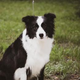 Vision - Border Collie