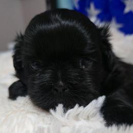 Black Diamond - Black female Shih Tzu puppy in Filer, Idaho from Shih Tzu Kennels